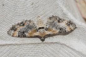 Attēlu rezultāti vaicājumam “Eupithecia linariata”