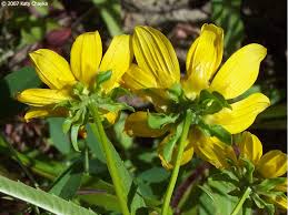 Attēlu rezultāti vaicājumam “Bidens cernua flower”