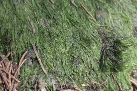 Attēlu rezultāti vaicājumam “Pseudotaxiphyllum elegans”