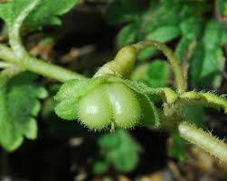 Attēlu rezultāti vaicājumam “Veronica scutellata fruit”