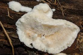 Attēlu rezultāti vaicājumam “Sarcoporia polyspora”