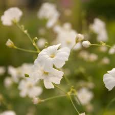 Image result for Gypsophila elegans