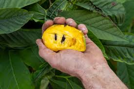 Attēlu rezultāti vaicājumam “Poa angustifolia fruit”