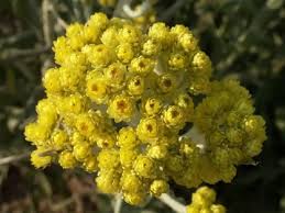 Attēlu rezultāti vaicājumam “Helichrysum arenarium”