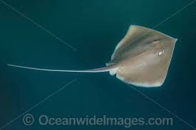 Image result for Hypanus longus