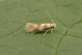 Attēlu rezultāti vaicājumam “Bucculatrix rhamniella”