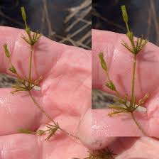 Attēlu rezultāti vaicājumam “Nitella sp.”