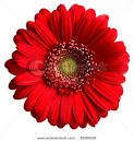 Red Gerber Daisy Stock Photo 2636036 : Shutterstock