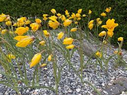 Attēlu rezultāti vaicājumam “Tulipa sylvestris flower”