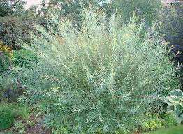 Attēlu rezultāti vaicājumam “Salix purpurea”