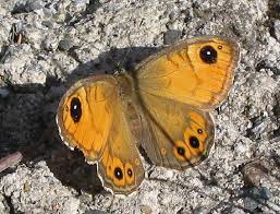 Attēlu rezultāti vaicājumam “Lasiommata maera upperside”