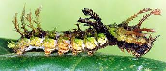 Attēlu rezultāti vaicājumam “Sphinx ligustri larva”