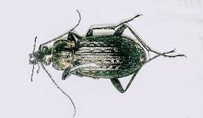 Attēlu rezultāti vaicājumam “Carabus granulatus”