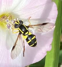 Attēlu rezultāti vaicājumam “Xanthogramma sp. male”