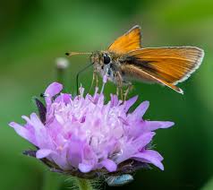 Attēlu rezultāti vaicājumam “Thymelicus lineola male”