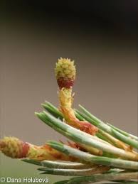 Attēlu rezultāti vaicājumam “Pinus sylvestris female flower”