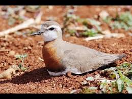 Image result for Charadrius asiaticus