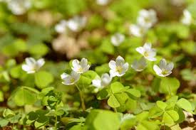 Attēlu rezultāti vaicājumam “Oxalis acetosella fruit”