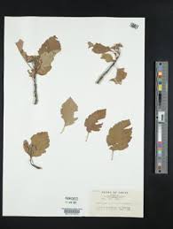 Attēlu rezultāti vaicājumam “Crataegus chlorosarca”