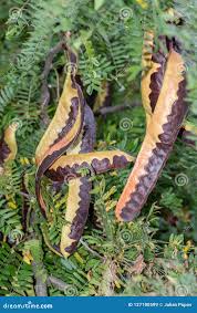 Attēlu rezultāti vaicājumam “Gleditsia triacanthos fruit”