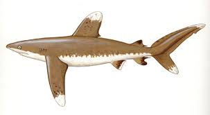Image result for Carcharhinus