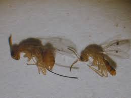 Attēlu rezultāti vaicājumam “Torymidae”