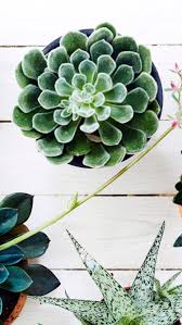 Image result for Mehikasvi