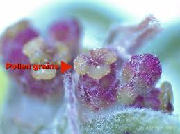 Attēlu rezultāti vaicājumam “Quercus robur female flower”