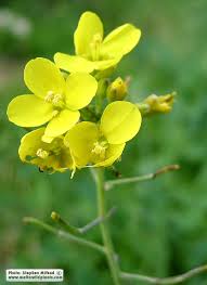 Attēlu rezultāti vaicājumam “Mamestra brassicae exuvia”