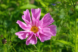Image result for Cosmos bipinnatus `Double Click`