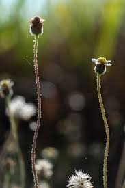 Attēlu rezultāti vaicājumam “Centaurea scabiosa bud”
