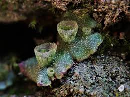 Attēlu rezultāti vaicājumam “Marchantia polymorpha”