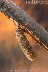 Attēlu rezultāti vaicājumam “Potamophylax”