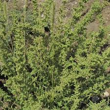 Image result for Chenopodium botrys
