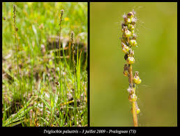 Attēlu rezultāti vaicājumam “Triglochin palustre fruit”