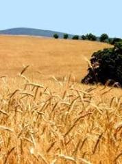 A produ&ccedil;&atilde;o agr&iacute;cola na regi&atilde;o Sul - Brasil Escola