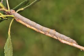 Attēlu rezultāti vaicājumam “Catocala pacta”