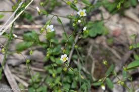 Attēlu rezultāti vaicājumam “Linum catharticum flower”