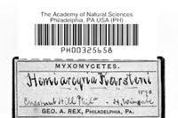 Attēlu rezultāti vaicājumam “Hemitrichia karstenii”