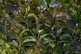 Attēlu rezultāti vaicājumam “Saussurea esthonica flower”