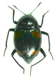 Attēlu rezultāti vaicājumam “Scaphidium quadrimaculatum”