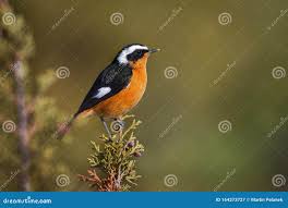 Image result for Phoenicurus moussieri