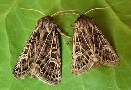 Attēlu rezultāti vaicājumam “Tholera decimalis female”