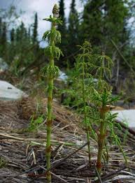 Attēlu rezultāti vaicājumam “Equisetum sylvaticum”
