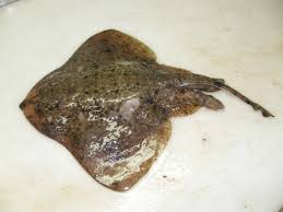 Image result for Amblyraja radiata