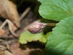 Attēlu rezultāti vaicājumam “Viola uliginosa leaf”