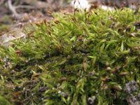 Attēlu rezultāti vaicājumam “Sciuro-hypnum reflexum sporophyte”