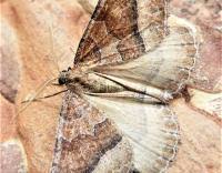 Attēlu rezultāti vaicājumam “Larentia clavaria”