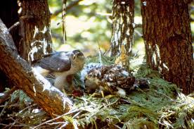 Attēlu rezultāti vaicājumam “Accipiter gentilis nest”