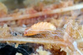 Attēlu rezultāti vaicājumam “Scardia boletella pupa”